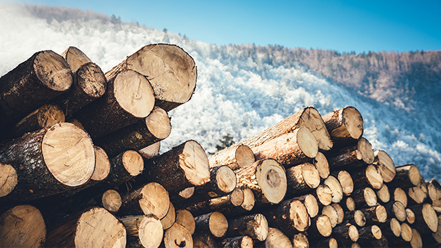 Why is our timber of such excellent quality and stable supply?